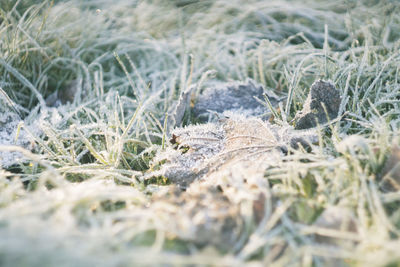 Close-up of lizard on field