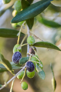 Close-up of berries growing on plant