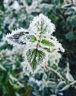 Close-up of snow on tree