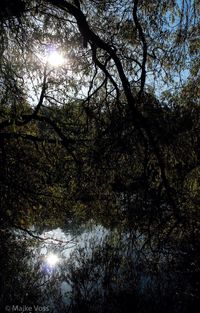 Sun shining through trees