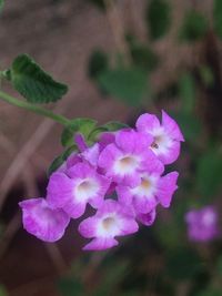 Close-up of pink flowers