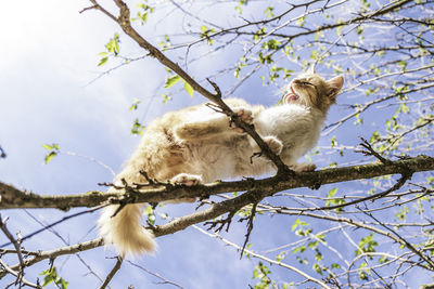 Low angle view of cat on branch against sky