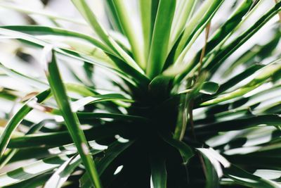 Close-up of green leaves