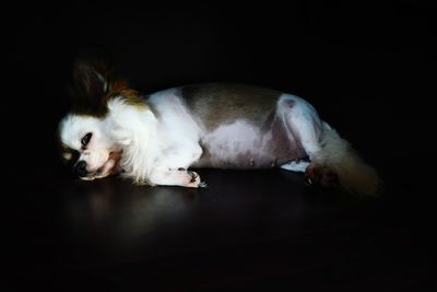 View of a cat resting on black background