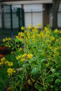 Close-up of yellow flowering plants on field