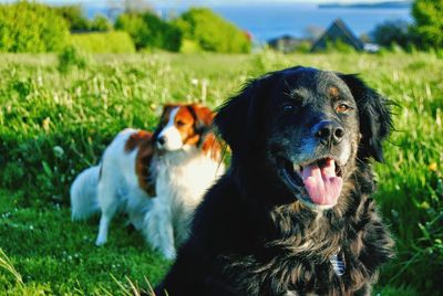 Dog standing on grassy field