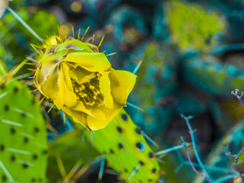 Close-up of yellow flower