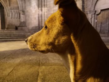 Close-up of a dog looking away