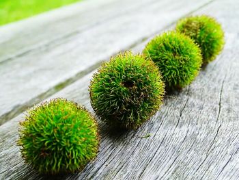 Close-up of green leaves on wooden wall