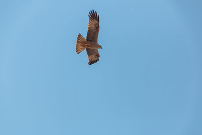 Low angle view of eagle flying in sky