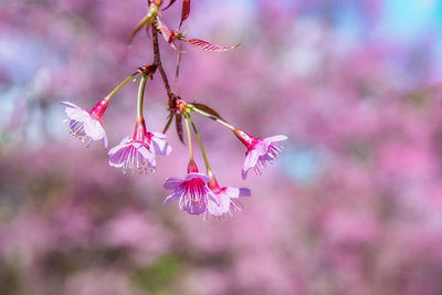 Close-up of pink cherry blossoms