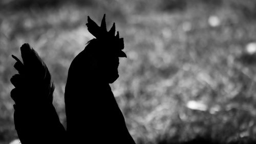 Close-up of silhouette rooster