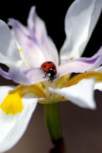 Close-up of ladybug on flower