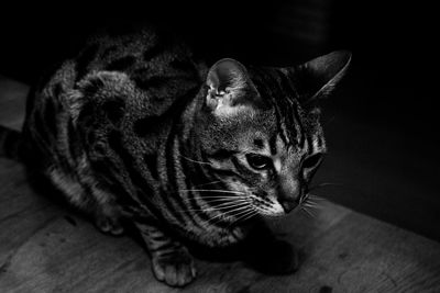 Close-up portrait of a cat