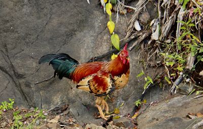 High angle view of rooster