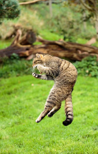 Cat jumping over field
