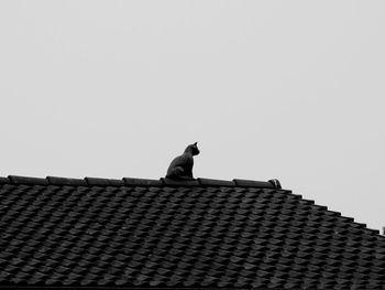 Low angle view of cat perching on roof against building