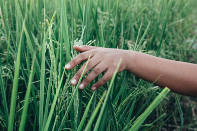 Cropped hand touching plants