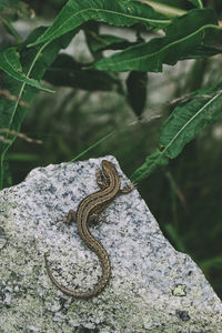 Close-up of lizard on rock