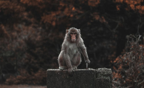 Portrait of monkey on wall