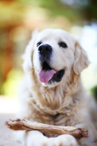 Close-up portrait of dog