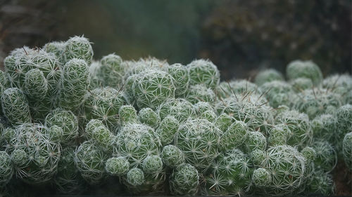 Close-up of succulent plant