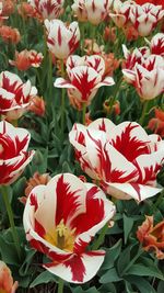 Close-up of red flowering plant