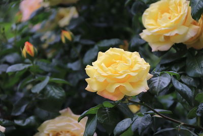 Close-up of yellow rose