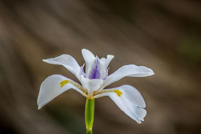 Close-up of white iris flower