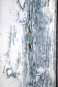 Full frame shot of tree trunk during winter