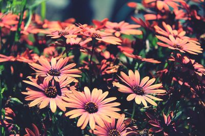 High angle view of flowering plants in park