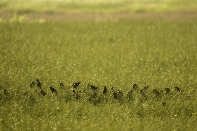 View of bird on grass field