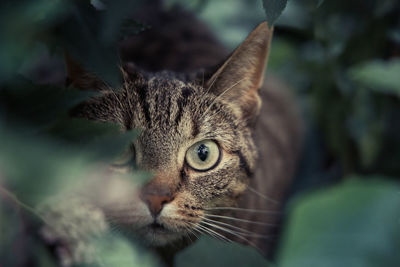 Close-up of cat