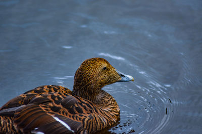 Close-up of eider duck swimming in lake