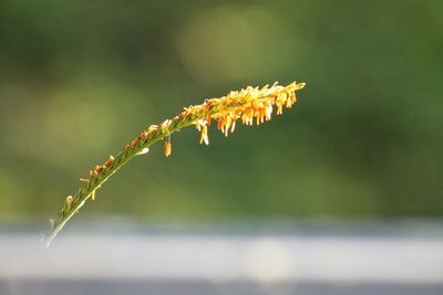 Close-up of water on plant