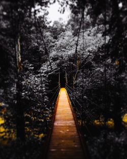 Footbridge in forest at night