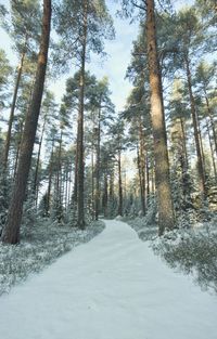 Trees in forest during winter