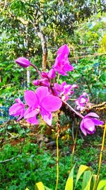 Close-up of pink flowers