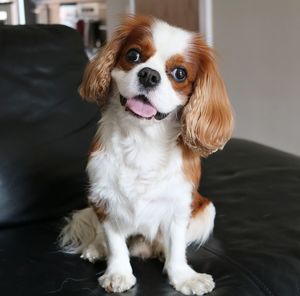 Close-up portrait of cavalier king charles spaniel relaxing on sofa at home
