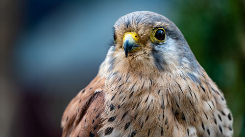 Close-up of a bird