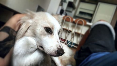 Close-up of dog