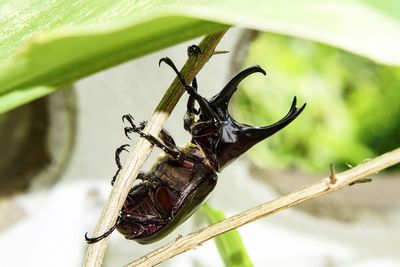 Close-up of insect