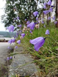 Close-up of purple crocus flowers on field