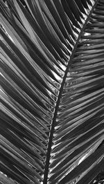 Natural background of palm leaf, vertical 