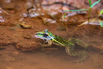 Close-up of frog