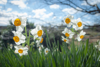 Close-up of fresh white flowers in field