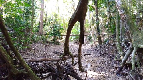 Trees in forest