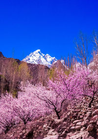 Pink cherry blossoms against blue sky