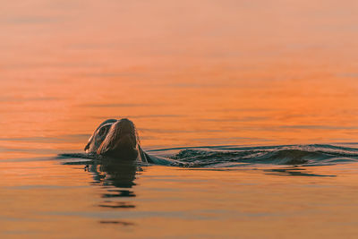 Scenic view of swimming in lake at sunset