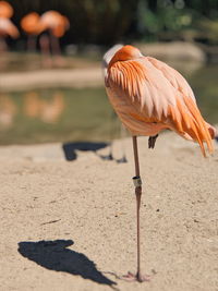 View of bird on beach